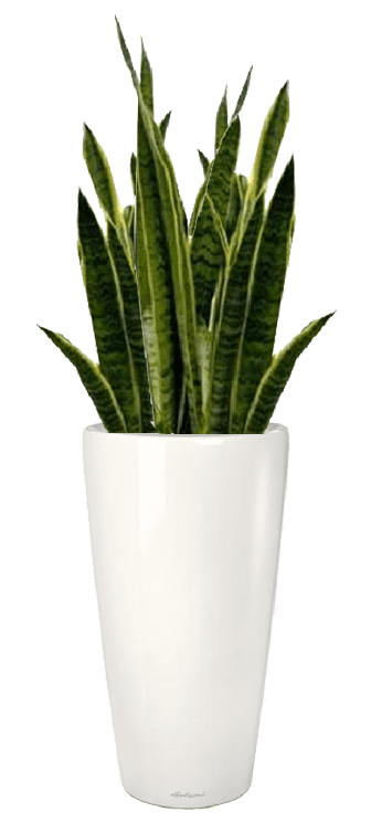 Planta decorativa